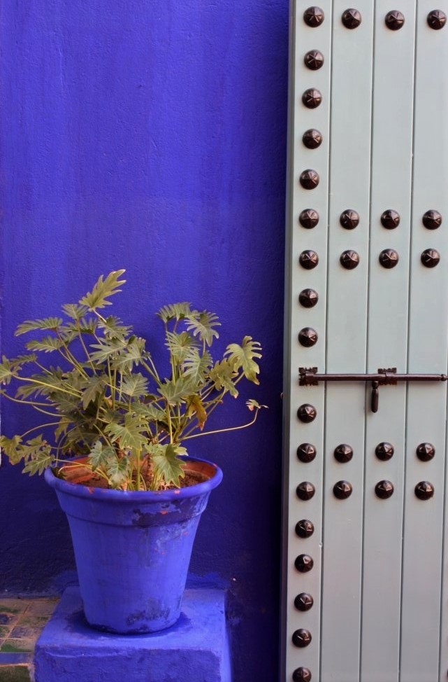A potted plant sitting in front of a royal-blue terra-cotta wall