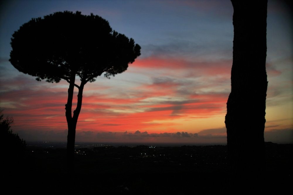 The silhouette of a stone pine tree against a vibrant sunset