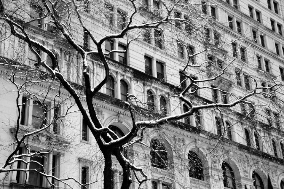 A black and white photo of snow-covered tree branches