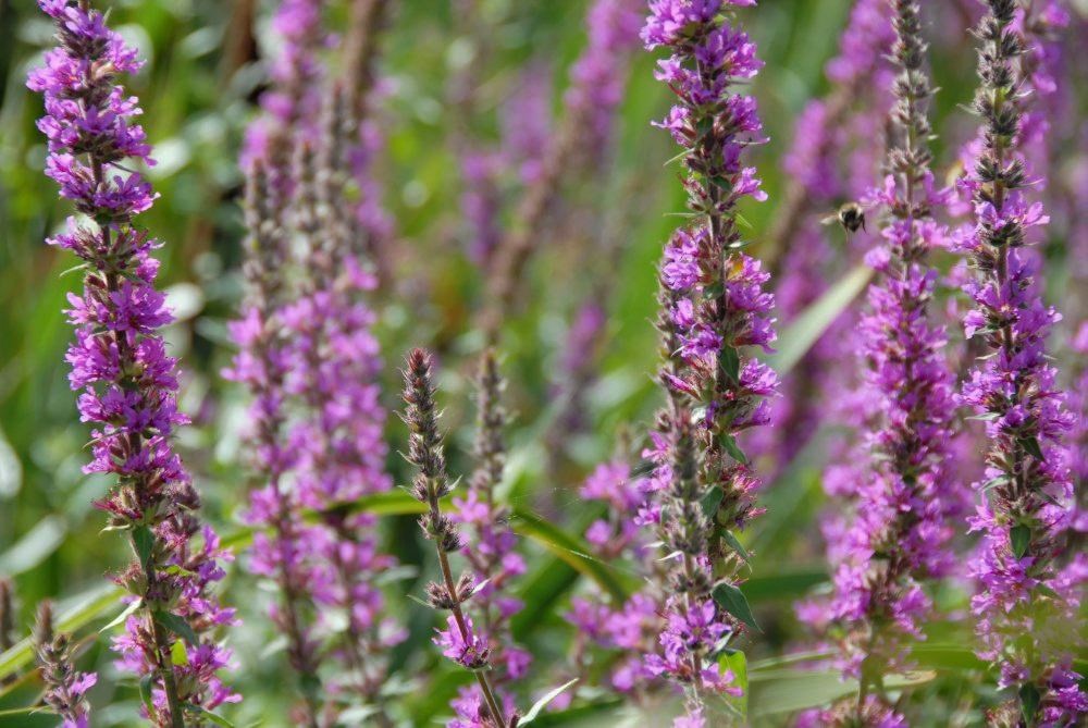 A close-up photo of lavendar flowers