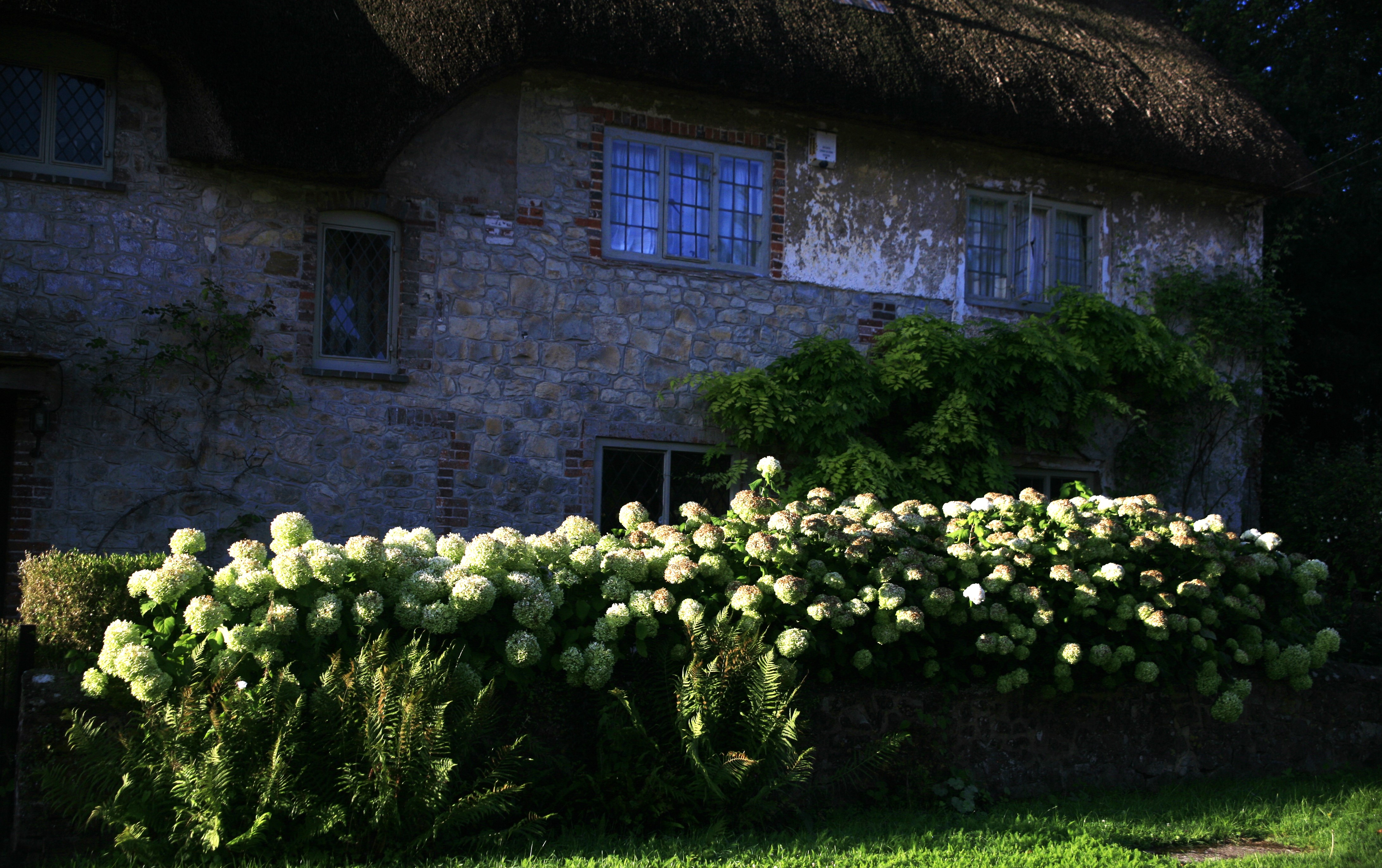 Pale green hydrangeas growing in the foreground in front of a stone English cottage