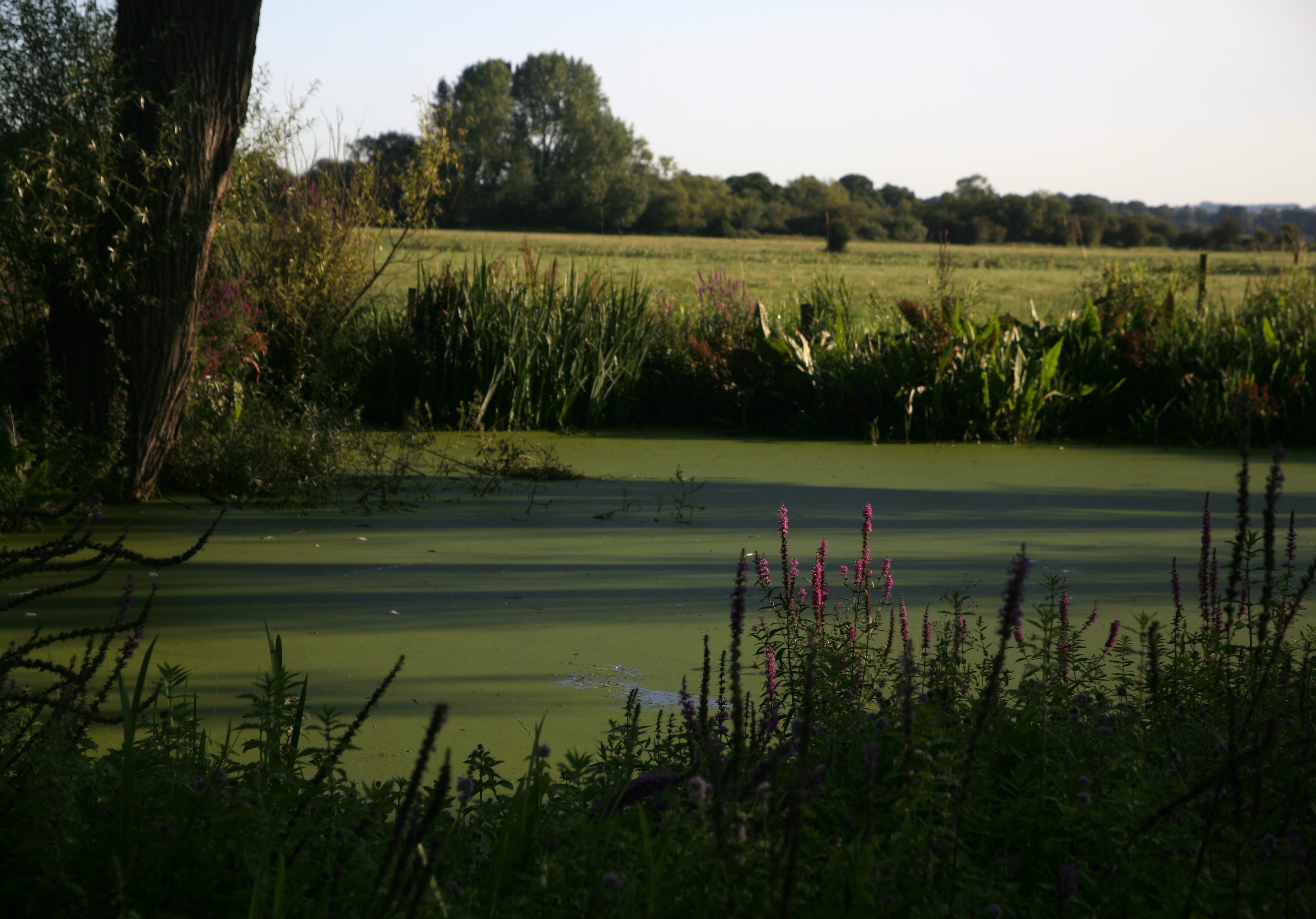 A green pond surrounded by grasses and a tree
